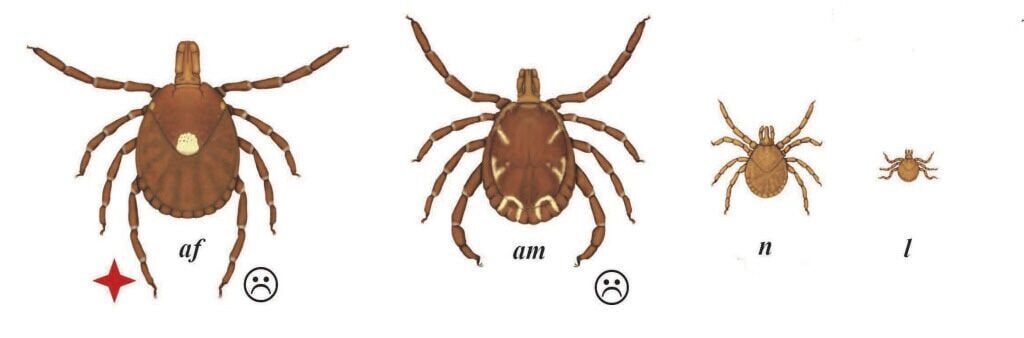 Lone Star tick
